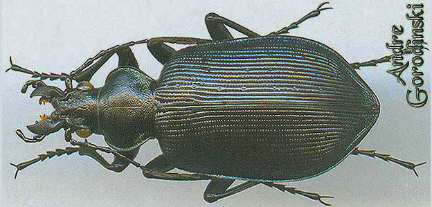 http://www.gorodinski.ru/carabidae/Calosoma maximowiczi.jpg